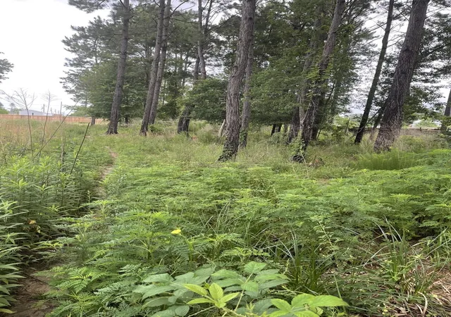 Photo 2 of Land for sale at 975 Country Rd 5021, Cleveland, TX 77327 | MLS# 69038239 | Listing updated on 2026-07-05