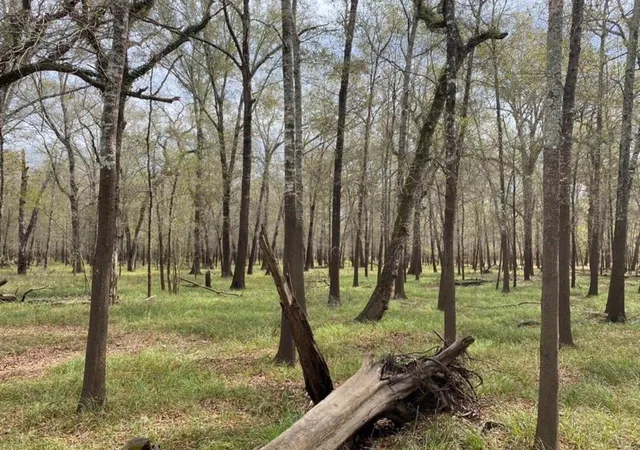 Photo 3 of Land for sale at Lot 3 Cr 112, Centerville, TX 75833 | MLS# 23726031 | Listing updated on 2026-08-06