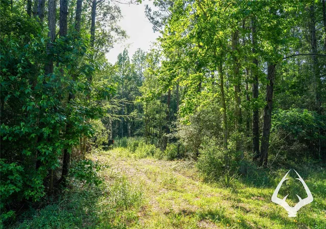 Photo 3 of Land for sale at 00 Hwy 69, Colmesneil, TX 75938 | MLS# 40665428 | Listing updated on 2026-08-29