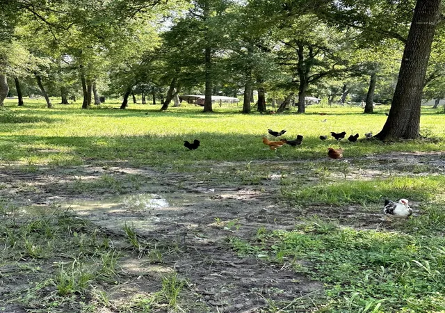 19th image of 7207 County Road 194, Alvin, TX 77511 | MLS# 42256262