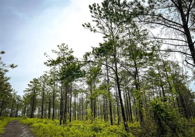 3rd image of 03 Cr 257 / Cr 258, Jasper, TX 75951 | MLS# 75061855