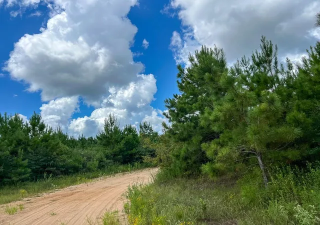 14th image of 0 Fm 1013, Kirbyville, TX 75956 | MLS# 36977923
