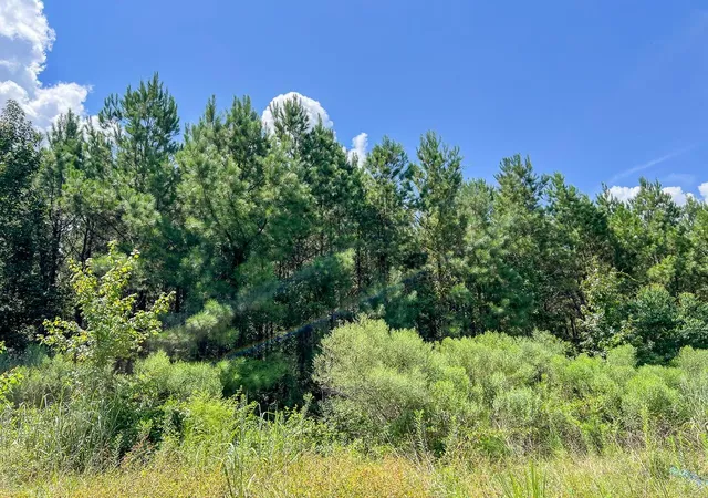 Photo 3 of Land for sale at 0 Fm 1013, Kirbyville, TX 75956 | MLS# 36977923 | Listing updated on 2026-08-03