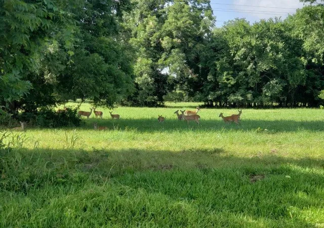 Photo 3 of Land for sale at 267 & 273 Middle Byp Trl, Angleton, TX 77515 | MLS# 71933851 | Listing updated on 2026-03-23