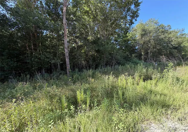 Photo 3 of Land for sale at Tract 51 Black Cat Rd, Sour Lake, TX 77659 | MLS# 37796571 | Listing updated on 2026-07-21