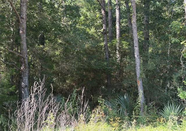 Photo 3 of Land for sale at Tract 51 Black Cat Rd, Sour Lake, TX 77659 | MLS# 37796571 | Listing updated on 2026-07-21