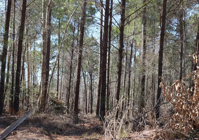 5th image of 5-2 N Hwy 356, Onalaska, TX 77360 | MLS# 44748278