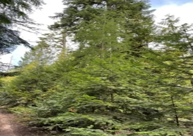 Photo 3 of Land for sale at Nka Leslie Crk Rd, Chewelah, WA 99109 | MLS# 202423888 | Listing updated on 2025-12-30