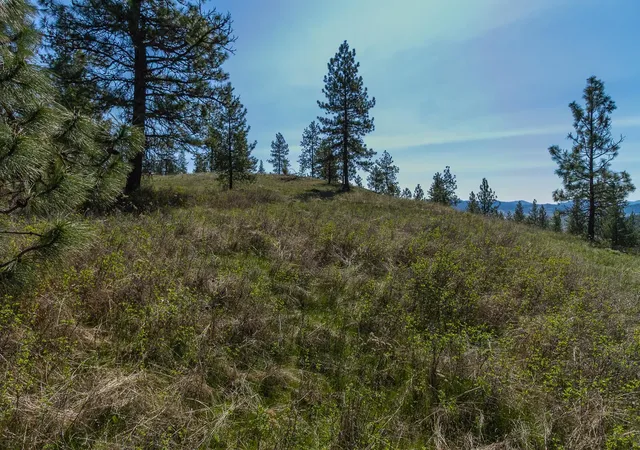 Photo 3 of Land for sale at 1622 Palmer Loop, Chewelah, WA 99109 | MLS# 202515356 | Listing updated on 2026-09-19