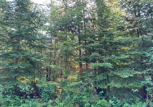 Photo 3 of Land for sale at 7398 Cottonwood Rd, Wellpinit, WA 99040 | MLS# 202525487 | Listing updated on 2026-08-12