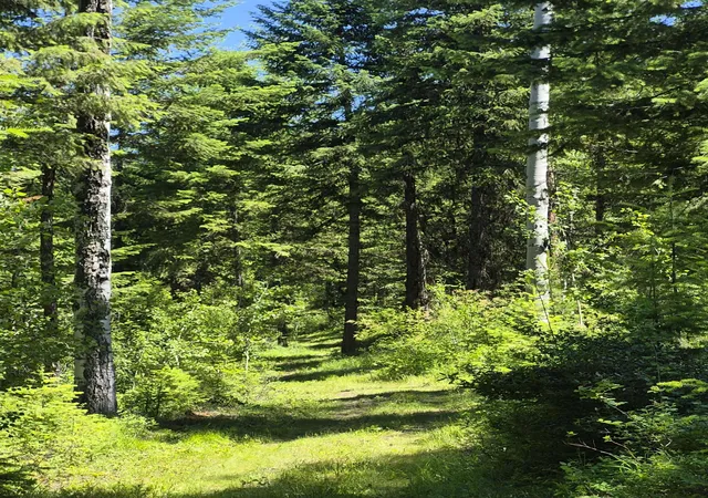 2nd image of 2094 Clugston Onion Creek Rd, Colville, WA 99114 | MLS# 202526634