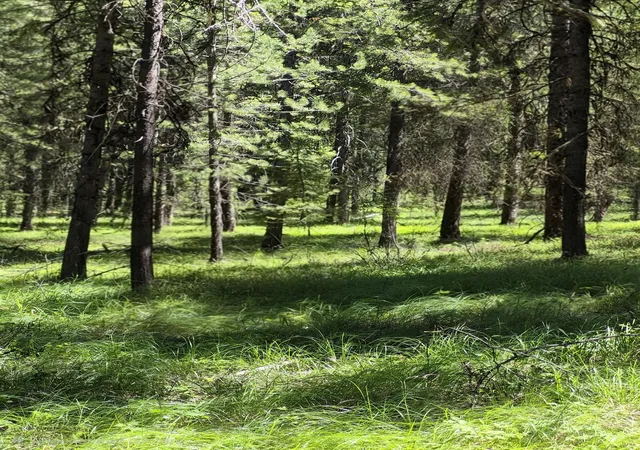 Photo 3 of Land for sale at 2094 Clugston Onion Crk Rd, Colville, WA 99114 | MLS# 202526634 | Listing updated on 2026-06-23