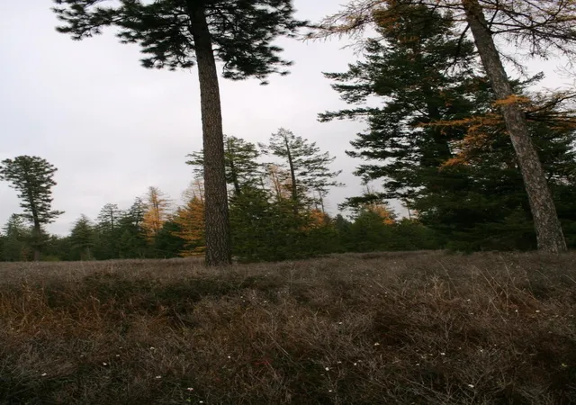 2nd image of 00 Dahl Lot 8 Rd, Deer Park, WA 99006 | MLS# 202526692