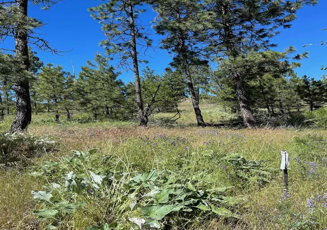 Photo 2 of Land for sale at Lot B Kronos Short Plat/pine Hen Ln, Davenport, WA 99122 | MLS# 202610696 | Listing updated on 2026-10-17