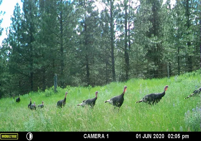 16th image of Xxx Egypt Loop Rd E, Davenport, WA 99122 | MLS# 202615003