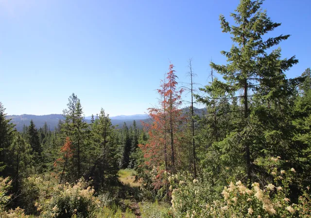 Photo 4 of Land for sale at Xxx Buck Crk Rd, Newport, WA 99156 | MLS# 202615416 | Listing updated on 2026-07-31