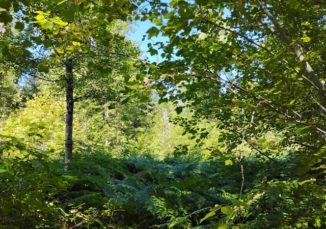 Photo 2 of Land for sale at Nka Calispel Trl, Newport, WA 99156 | MLS# 202616188 | Listing updated on 2026-08-28