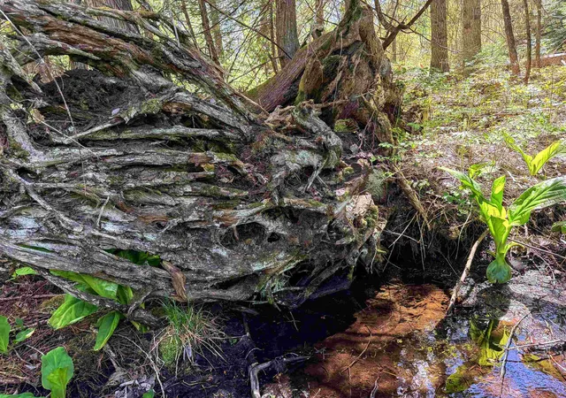 Photo 3 of Land for sale at 3499-tbd Waitts Lake S Rd, Valley, WA 99181 | MLS# 202617477 | Listing updated on 2026-07-22