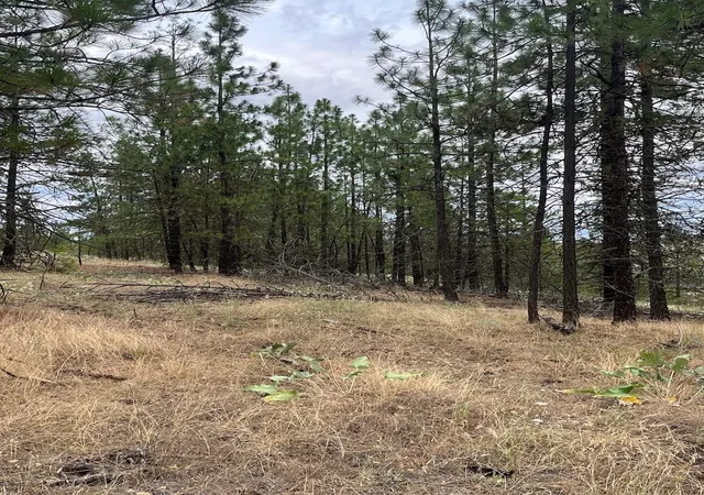 Photo 3 of Land for sale at 31676 Sontag Ridge E Dr, Davenport, WA 99122 | MLS# 202620036 | Listing updated on 2026-07-05