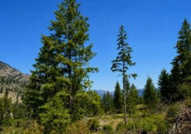 Photo 4 of Land for sale at 3634 N 25 Highway, Northport, WA 99157 | MLS# 202620055 | Listing updated on 2026-07-21