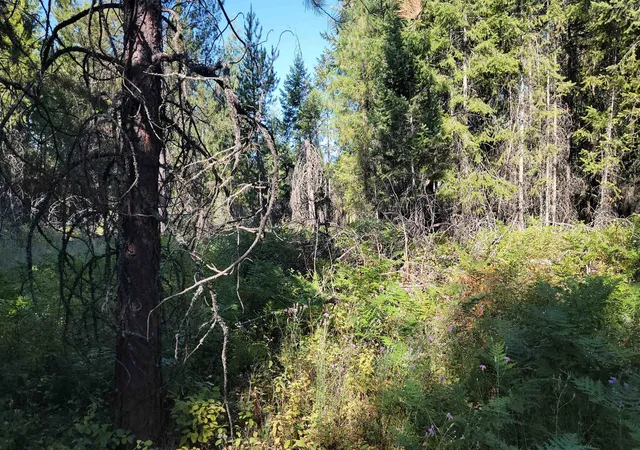 Photo 3 of Land for sale at 642 Overlook Dr, Newport, WA 99156 | MLS# 202620575 | Listing updated on 2026-07-15