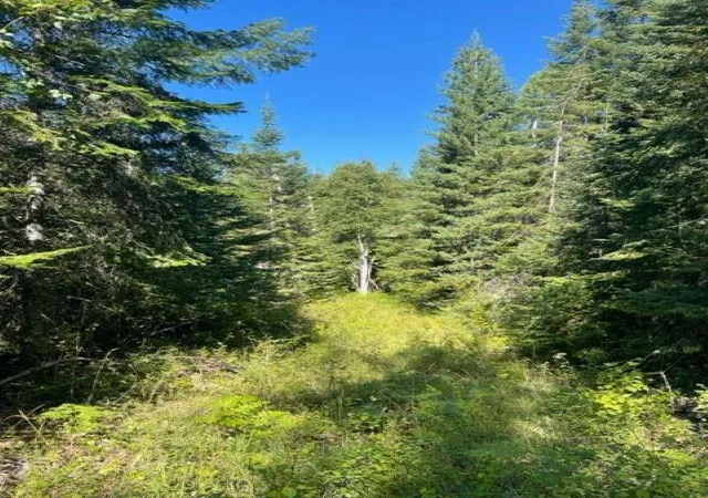 Photo 3 of Land for sale at 3xx N Lot 14 Leclerc Rd, Ione, WA 99139 | MLS# 202621505 | Listing updated on 2026-07-31