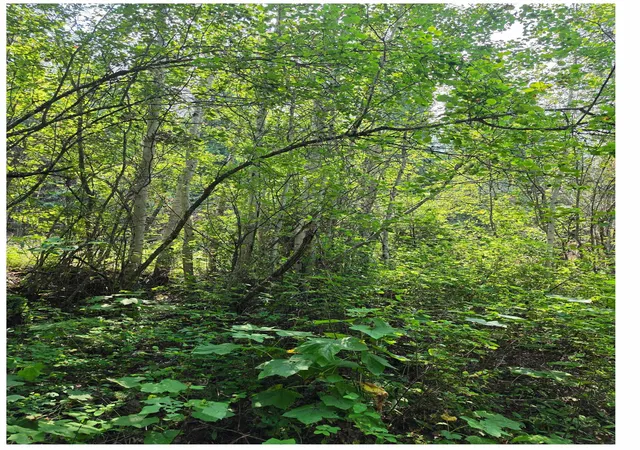 Photo 4 of Land for sale at Nna Hwy 20 & Mc Cloud Crk Rd, Newport, WA 99156 | MLS# 202621555 | Listing updated on 2026-08-25