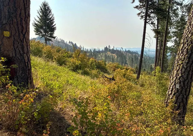 Photo 4 of Land for sale at Nka Berry Rd, Usk, WA 99180 | MLS# 202622060 | Listing updated on 2026-08-11