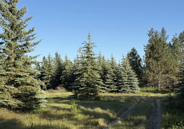9th image of 13xxx E Gibbs Rd, Mica, WA 99023 | MLS# 202622464