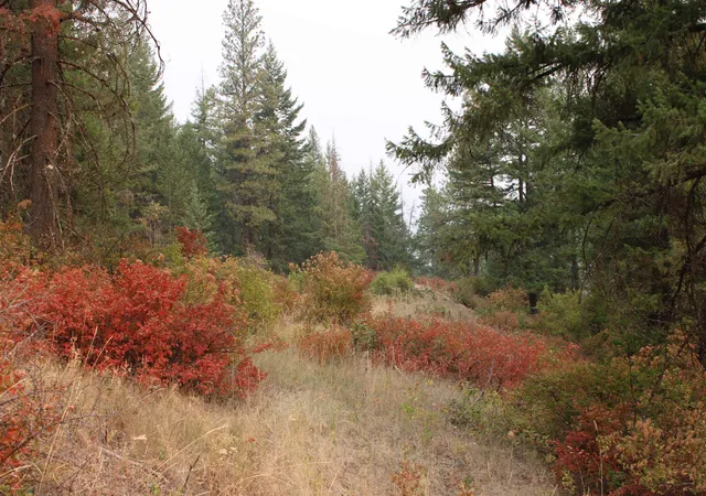 Photo 2 of Land for sale at Nka Pine Rose (lot 2) Way, Chewelah, WA 99109 | MLS# 202622689 | Listing updated on 2026-08-22