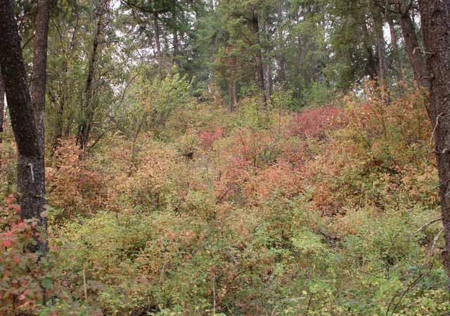 Photo 4 of Land for sale at Nka Pine Rose (lot 2) Way, Chewelah, WA 99109 | MLS# 202622689 | Listing updated on 2026-08-22