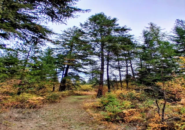 Photo 1 of Land for sale at 706 Mccammon Rd, Elk, WA 99009 | MLS# 202623501 | Listing updated on 2026-09-08