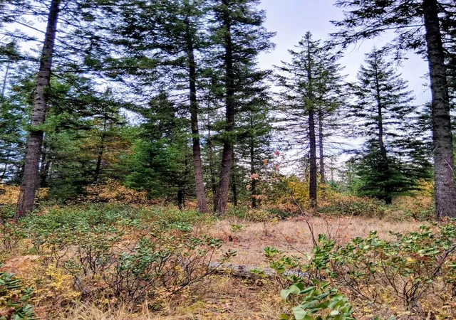 Photo 21 of Land for sale at 706 Mccammon Rd, Elk, WA 99009 | MLS# 202623501 | Listing updated on 2026-09-08