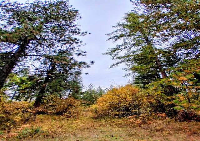 Photo 4 of Land for sale at 706 Mccammon Rd, Elk, WA 99009 | MLS# 202623501 | Listing updated on 2026-09-08