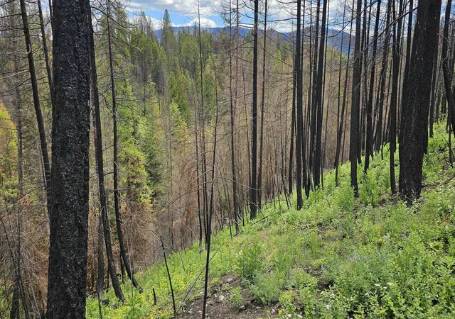 Photo 2 of Land for sale at 34xx Lael Flt Crk Rd, Kettle Falls, WA 99141 | MLS# 202623969 | Listing updated on 2026-09-16