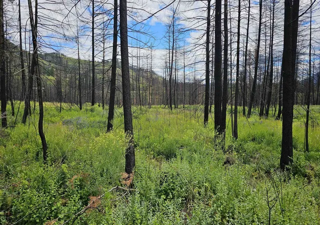 Photo 3 of Land for sale at 34xx Lael Flt Crk Rd, Kettle Falls, WA 99141 | MLS# 202623969 | Listing updated on 2026-09-16