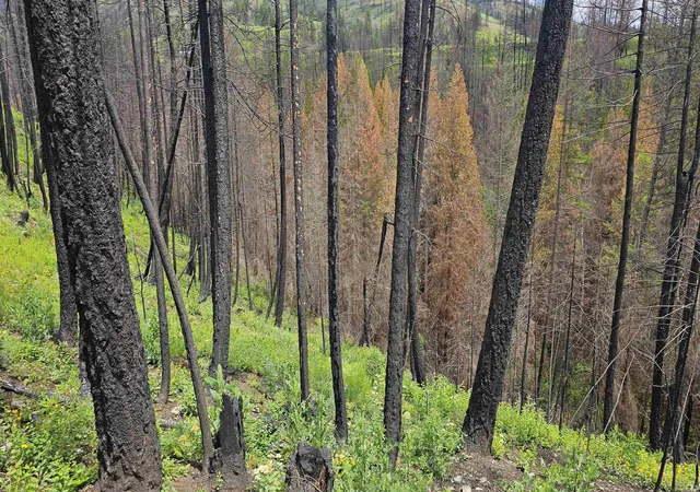 Photo 4 of Land for sale at 34xx Lael Flt Crk Rd, Kettle Falls, WA 99141 | MLS# 202623969 | Listing updated on 2026-09-16
