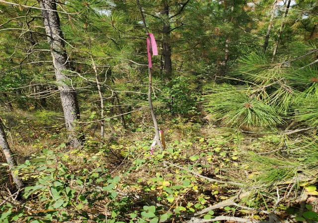 Photo 2 of Land for sale at Vacant Land, Rockford, WA 99030 | MLS# 202624196 | Listing updated on 2026-09-19