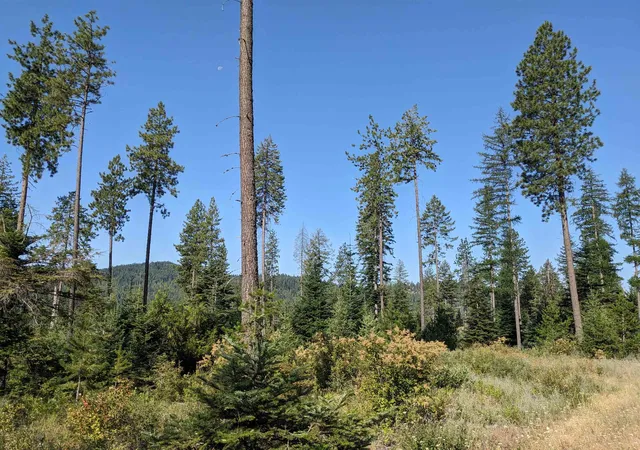 Photo 4 of Land for sale at Nkn Lot 2 Veit Rd, Newport, WA 99156 | MLS# 202624602 | Listing updated on 2026-09-22