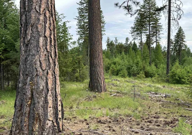 Photo 3 of Land for sale at 36xx Lot F Sheridan Rd, Republic, WA 99166 | MLS# 202624616 | Listing updated on 2026-09-28