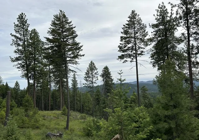 Photo 3 of Land for sale at 36xx Lot P Sheridan Rd, Republic, WA 99166 | MLS# 202624666 | Listing updated on 2026-09-29