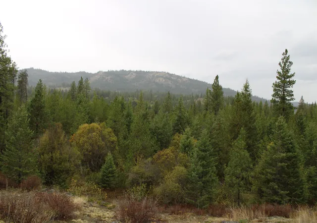 Land for sale at 101 Hearts Delight Ln, Newport, WA 99156 | MLS# 202624865