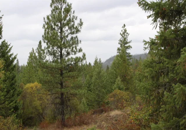 Photo 2 of Land for sale at 101 Hearts Delight Ln, Newport, WA 99156 | MLS# 202624865 | Listing updated on 2026-09-30