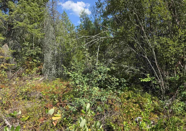 Photo 3 of Land for sale at 251 Hearts Delight Ln, Newport, WA 99156 | MLS# 202624945 | Listing updated on 2026-09-29
