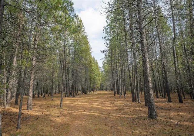 Photo 3 of Land for sale at 28202 N Bruce Rd, Chattaroy, WA 99003 | MLS# 202625269 | Listing updated on 2026-10-09
