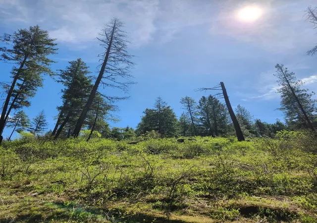 Photo 4 of Land for sale at 20866 N Mt Carlton Rd, Mead, WA 99021 | MLS# 202625587 | Listing updated on 2026-10-09