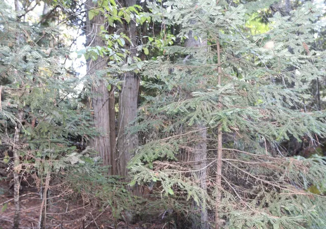 Photo 3 of Land for sale at 7289 Fertile Valley Rd, Newport, WA 99156 | MLS# 202626061 | Listing updated on 2026-10-22