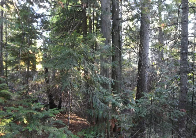 Photo 4 of Land for sale at 7289 Fertile Valley Rd, Newport, WA 99156 | MLS# 202626061 | Listing updated on 2026-10-22