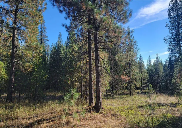 Photo 3 of Land for sale at 1xxx Spring Valley Rd, Newport, WA 99156 | MLS# 202626063 | Listing updated on 2026-10-22