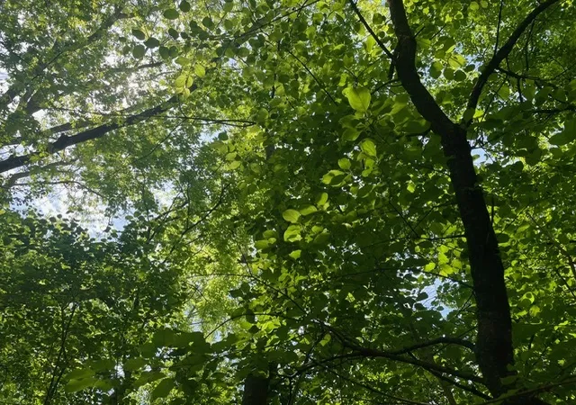Photo 4 of Land for sale at Lot 0 Pine St S, Mc Henry, IL 60051 | MLS# 12658960 | Listing updated on 2026-06-15